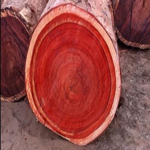 چوب-درخت-سرخ