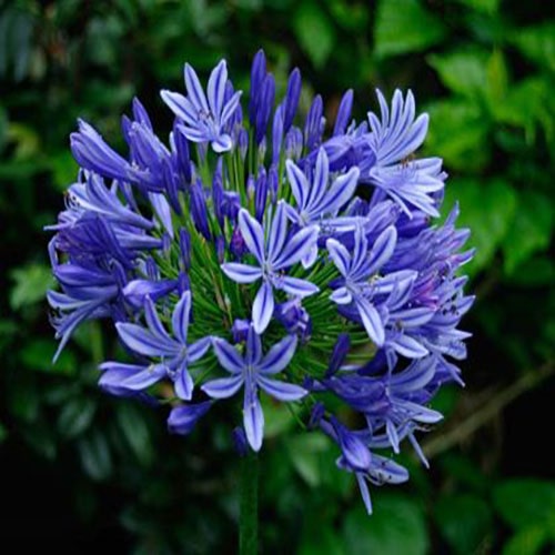 گل سوسن آبی