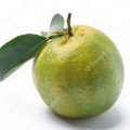 نارنگی سبز